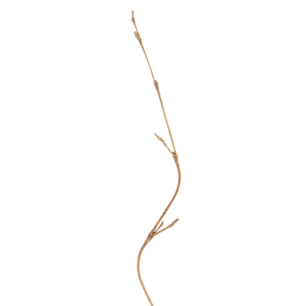 Branch Cream Bamboo Rattan 5 x 0,5 x 190 cm